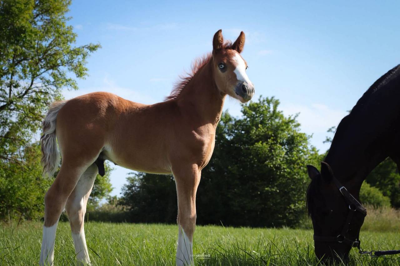 Puledro PFS Pony Francese da Sella In vendita 2026 Sauro ,  Blue tinka Tilia