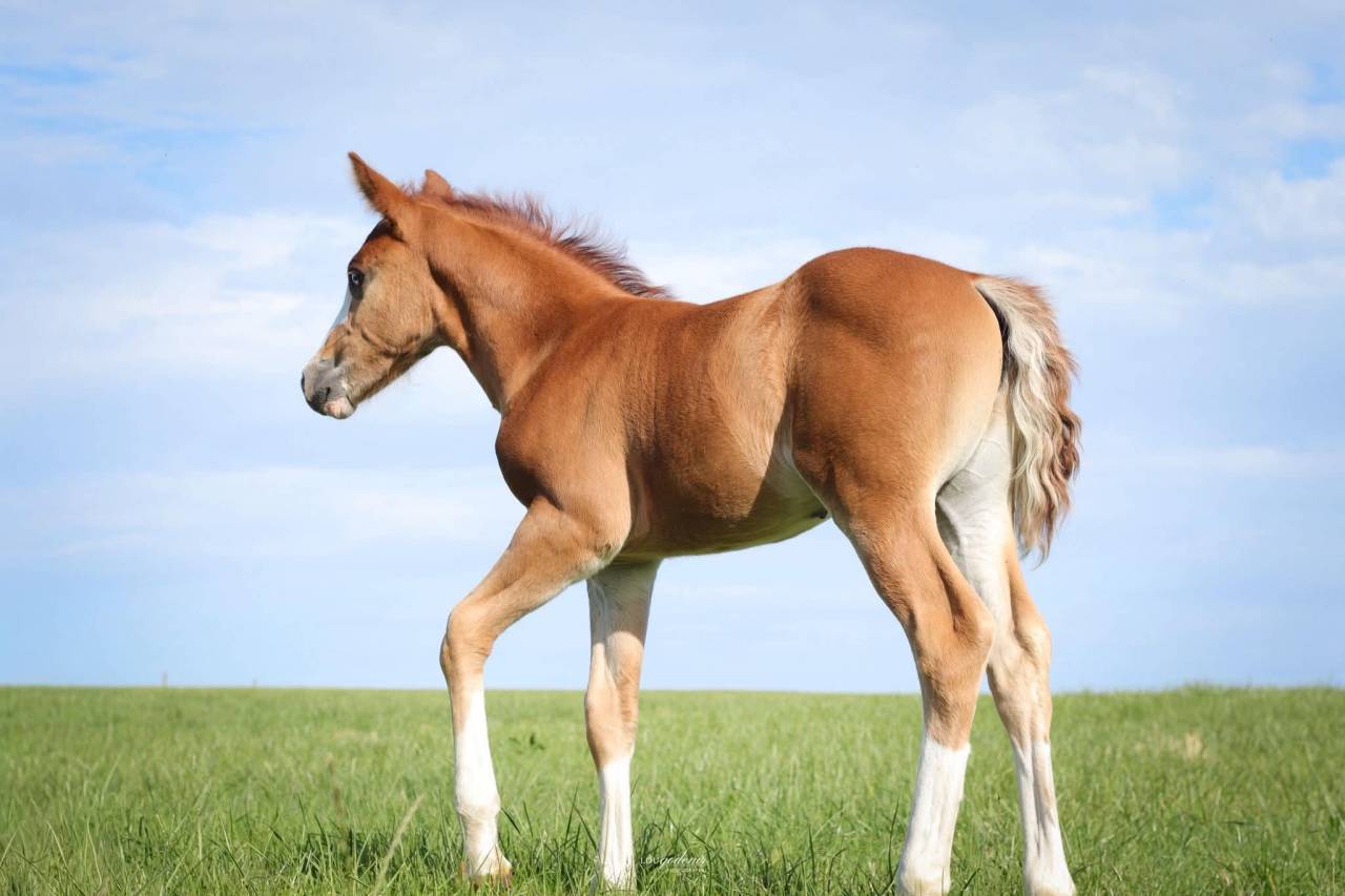 Puledro PFS Pony Francese da Sella In vendita 2026 Sauro ,  Blue tinka Tilia