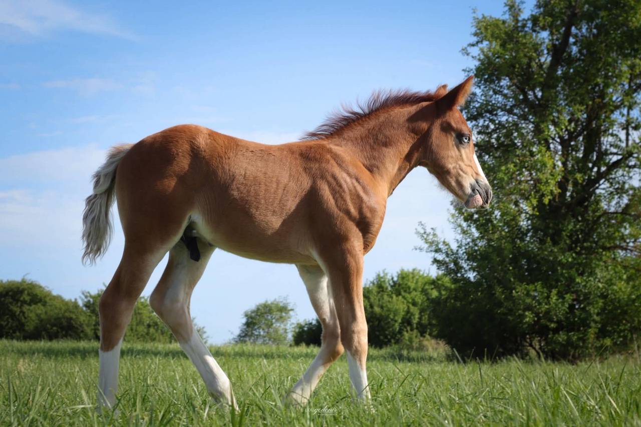 Puledro PFS Pony Francese da Sella In vendita 2026 Sauro ,  Blue tinka Tilia