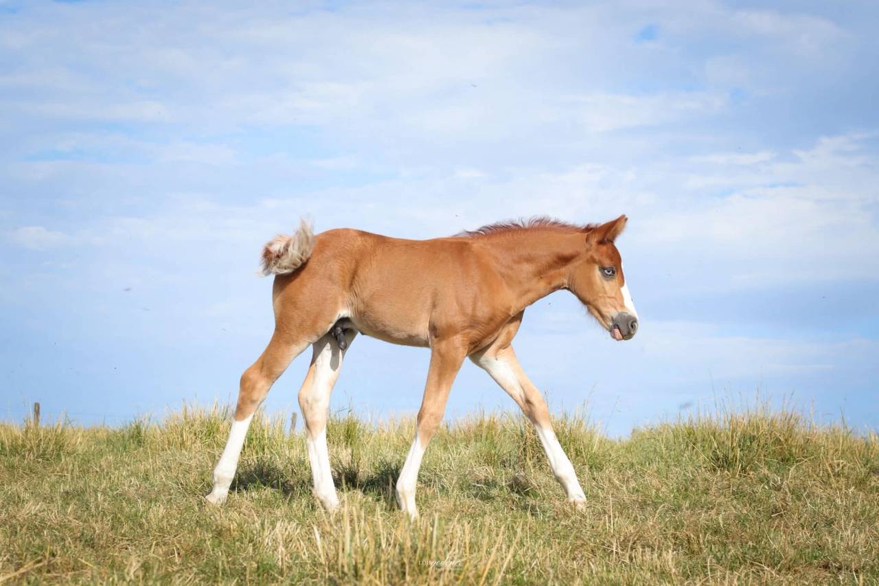 Puledro PFS Pony Francese da Sella In vendita 2026 Sauro ,  Blue tinka Tilia