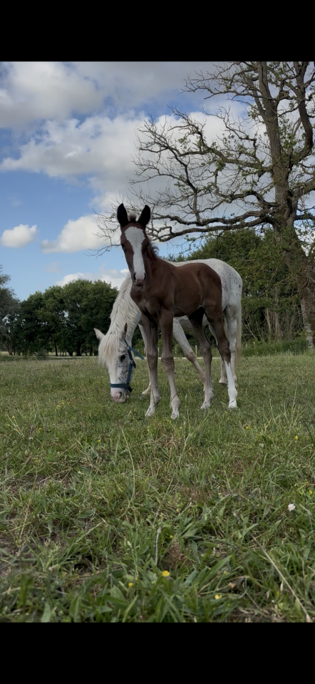 Fattrice Welsh Part Bred In vendita 2017 Grigio