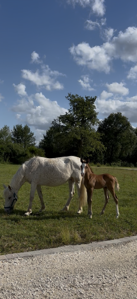 Fattrice Welsh Part Bred In vendita 2017 Grigio