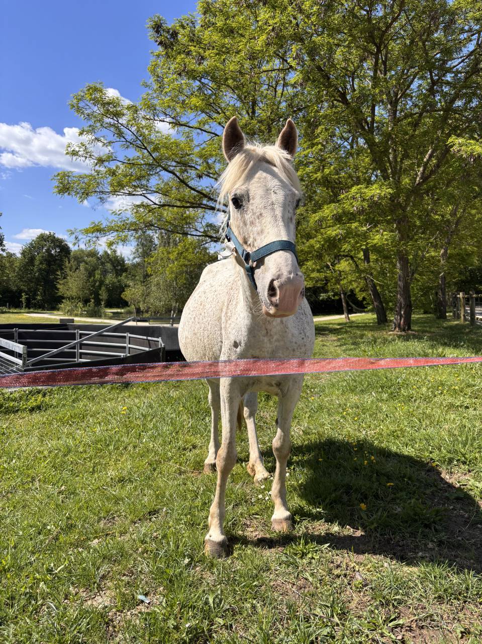 Fattrice Welsh Part Bred In vendita 2017 Grigio