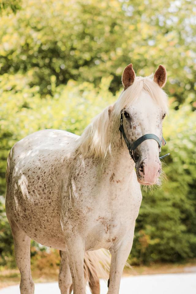 Fattrice Origine Non Constatata In vendita 2017 Grigio