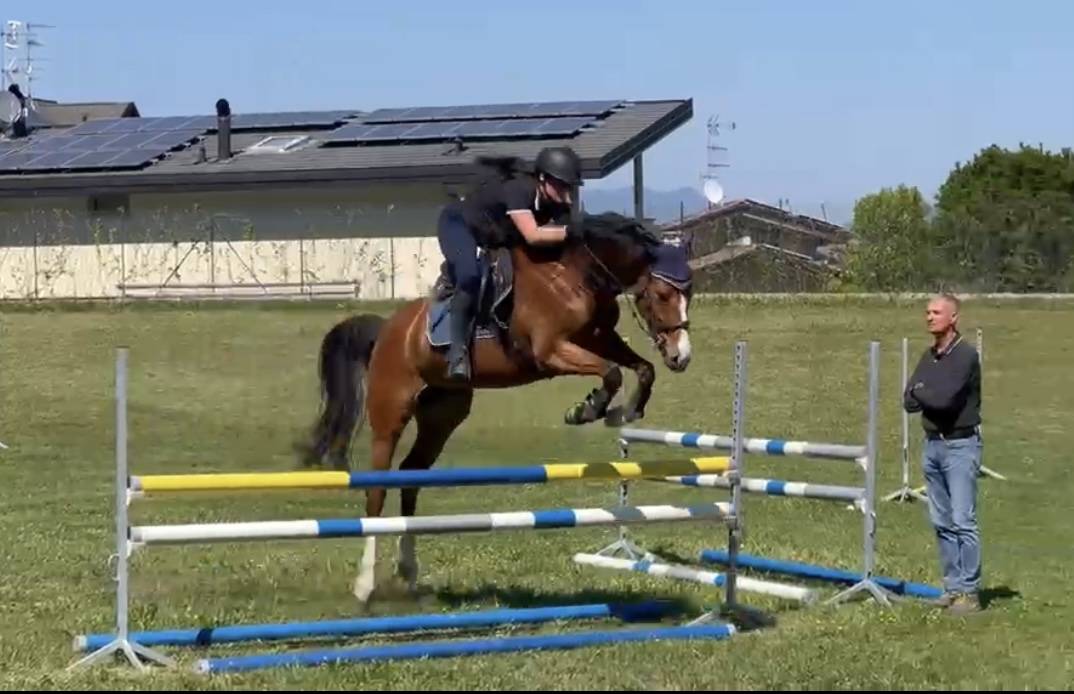 Cavalla KWPN 5 yr
