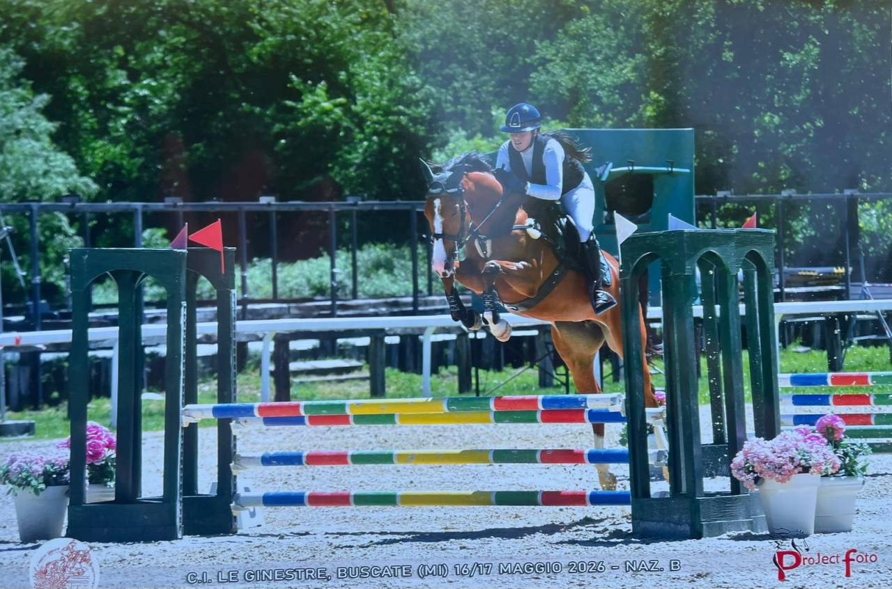 Cavalla KWPN 5 yr