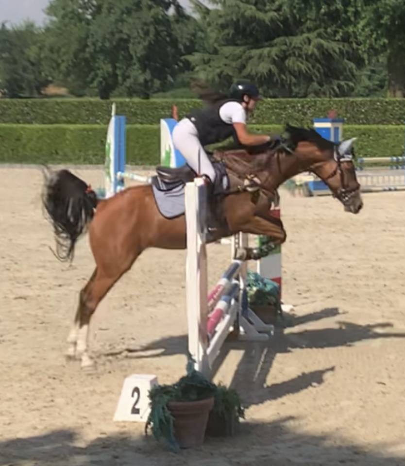 Cavalla KWPN 5 yr