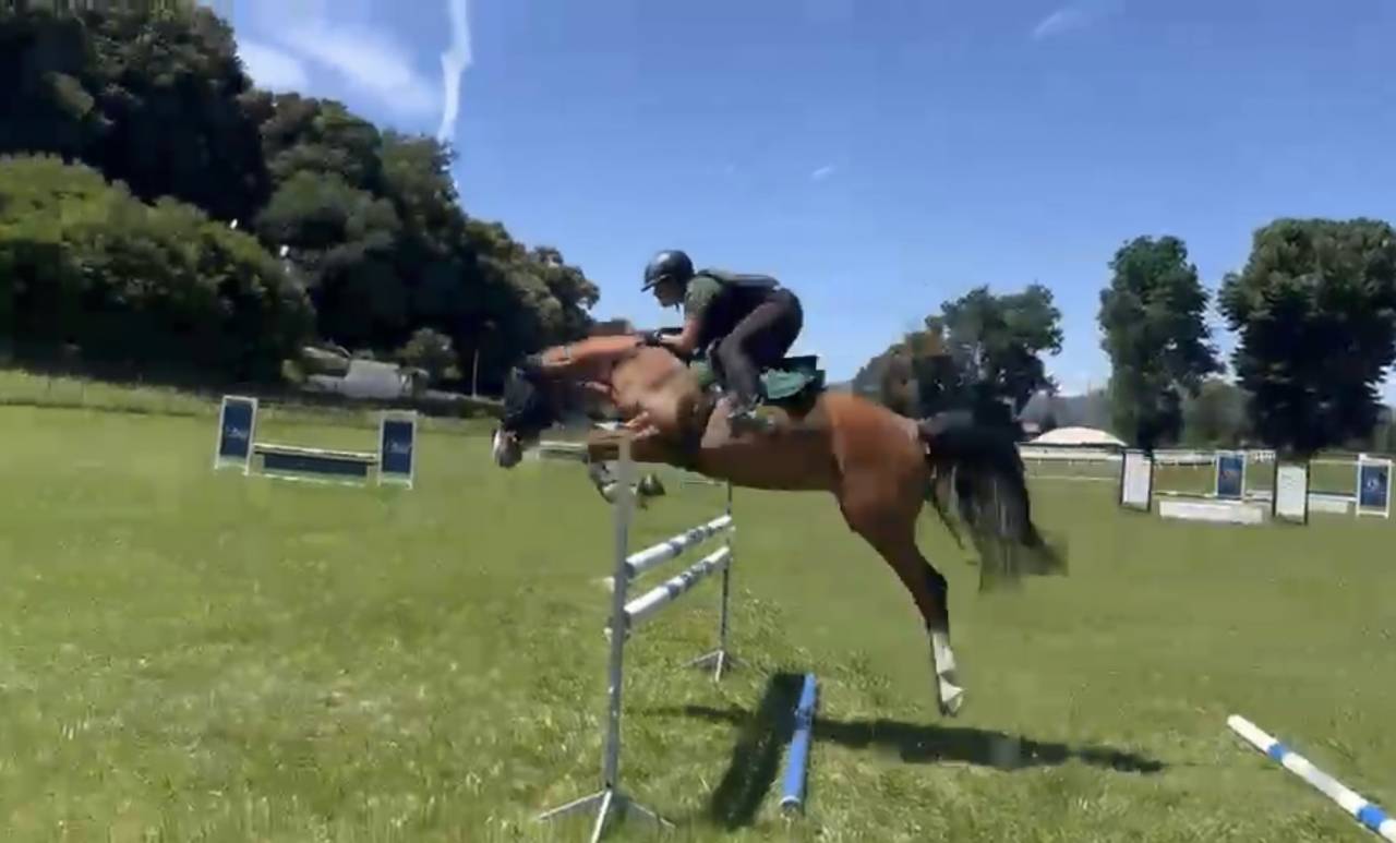 Cavalla KWPN 5 yr