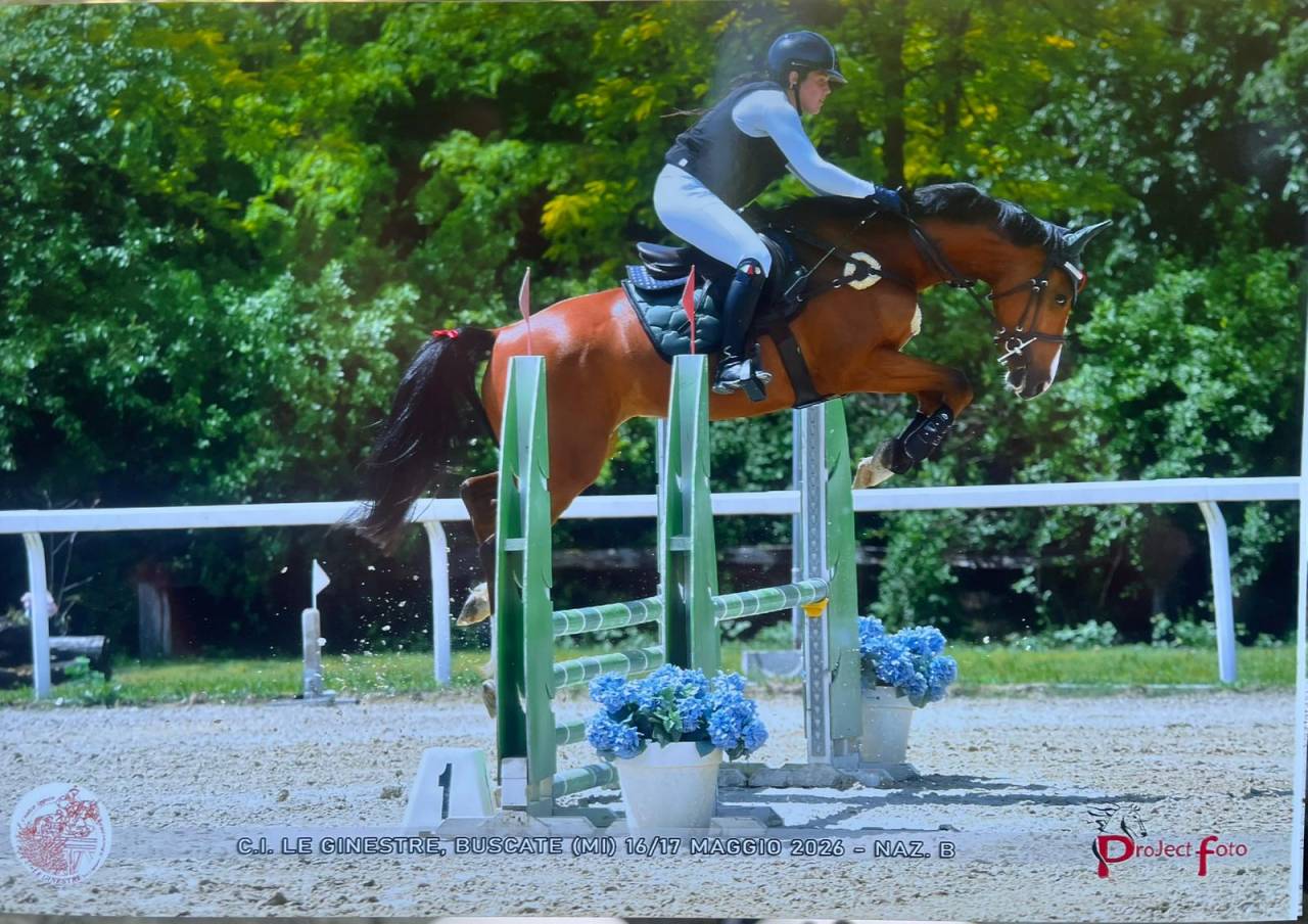 Cavalla KWPN 5 yr
