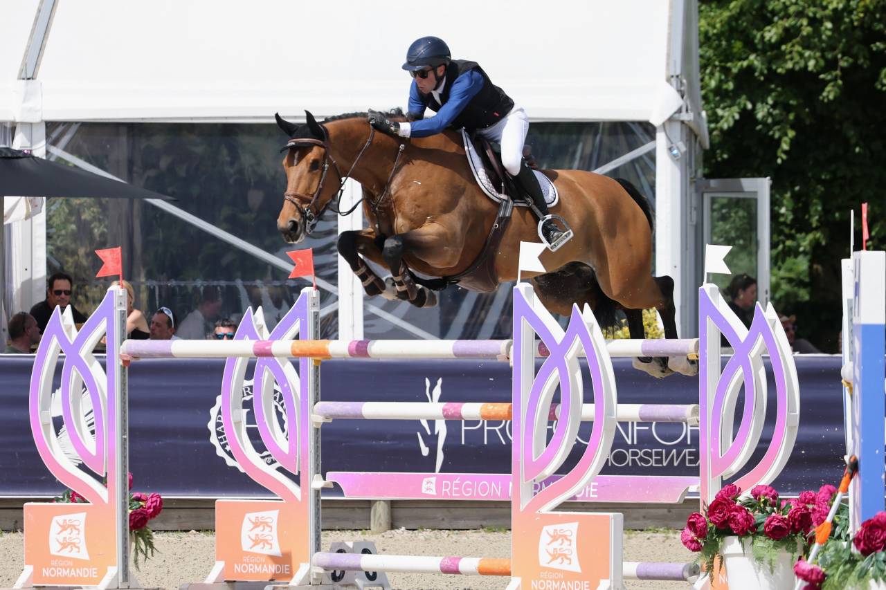 Castrone BWP Cavallo da Sangue Belgio In vendita 2017 Baio ,  UNTOUCHABLE