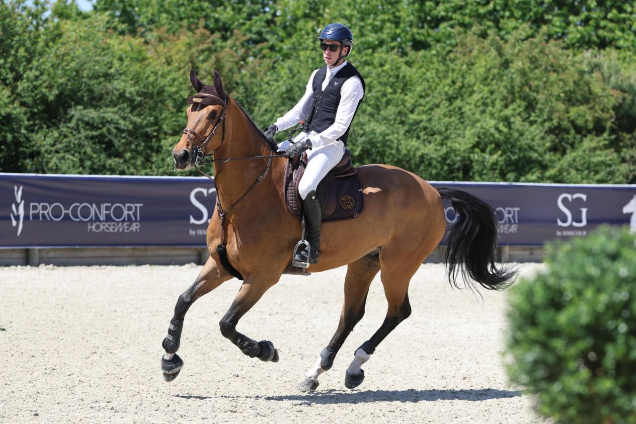Castrone BWP Cavallo da Sangue Belgio In vendita 2017 Baio ,  UNTOUCHABLE
