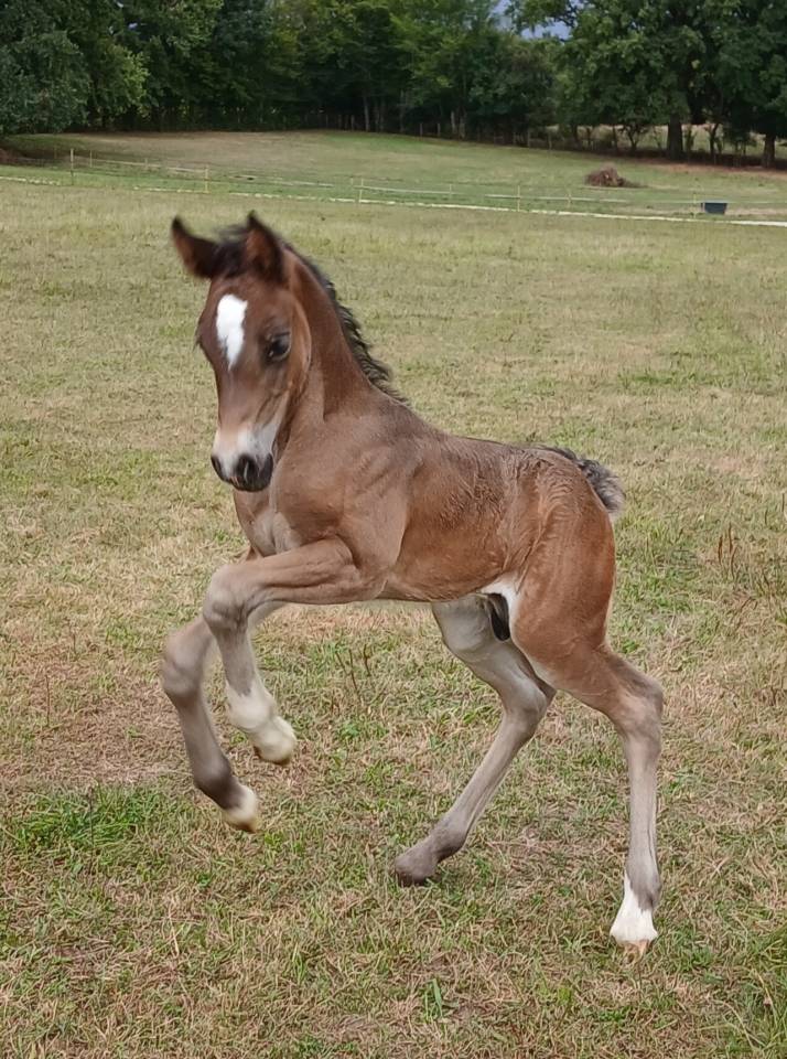 Intero Welsh Poney (Sezione D), Welsh Cob  In vendita 2025 Baio scuro ,  Jon Snow Dragwyddol