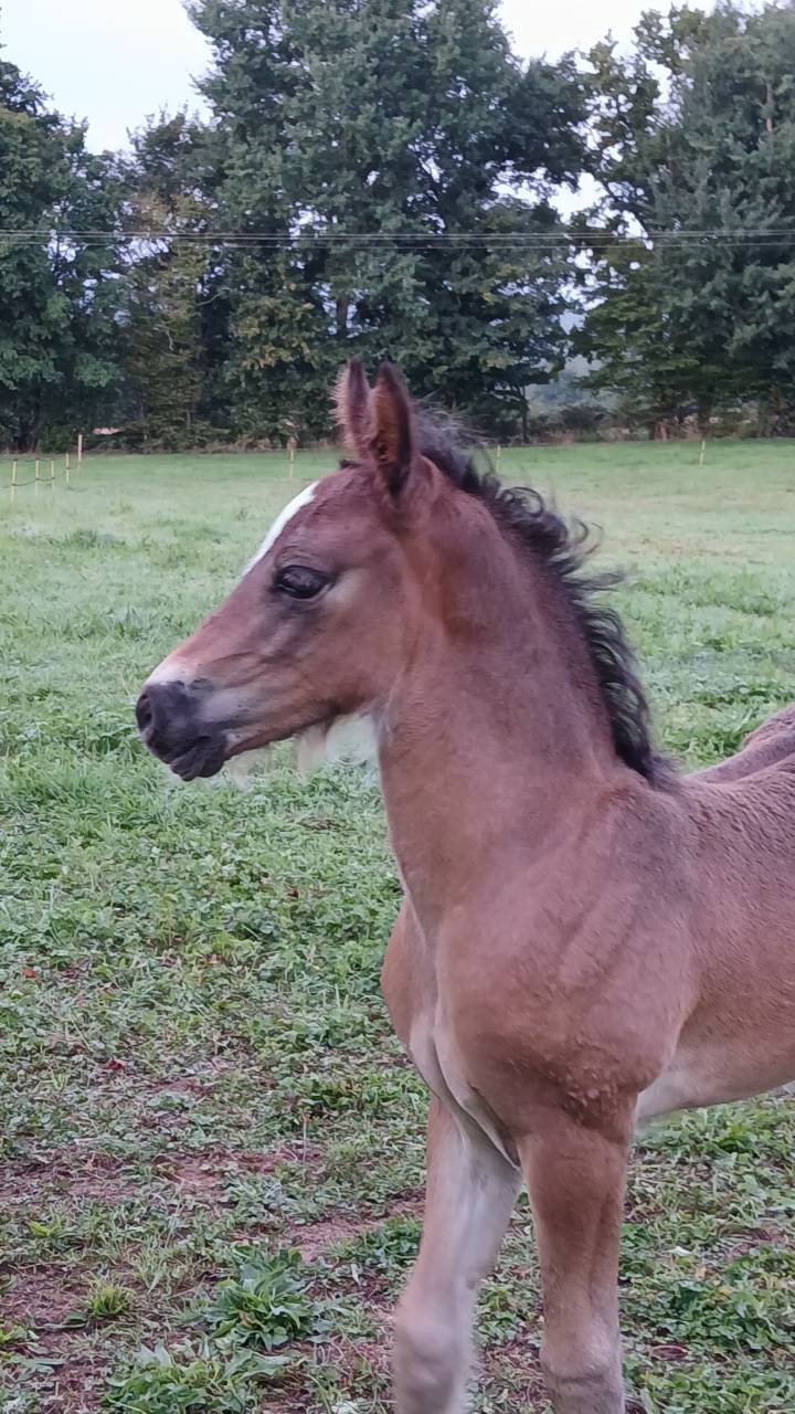 Intero Welsh Poney (Sezione D), Welsh Cob  In vendita 2025 Baio scuro ,  Jon Snow Dragwyddol