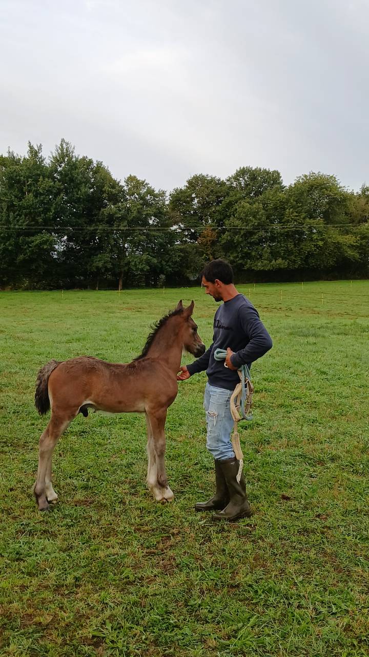 Intero Welsh Poney (Sezione D), Welsh Cob  In vendita 2025 Baio scuro ,  Jon Snow Dragwyddol
