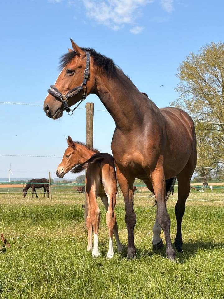 Cavalla sBs Cavallo da Sport Belgio In vendita 2020 Baio ,  Jasco du Bourbecq