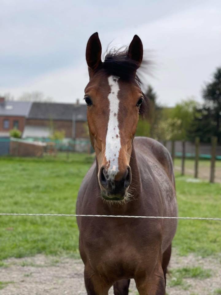 Cavalla sBs Cavallo da Sport Belgio In vendita 2020 Baio ,  Jasco du Bourbecq