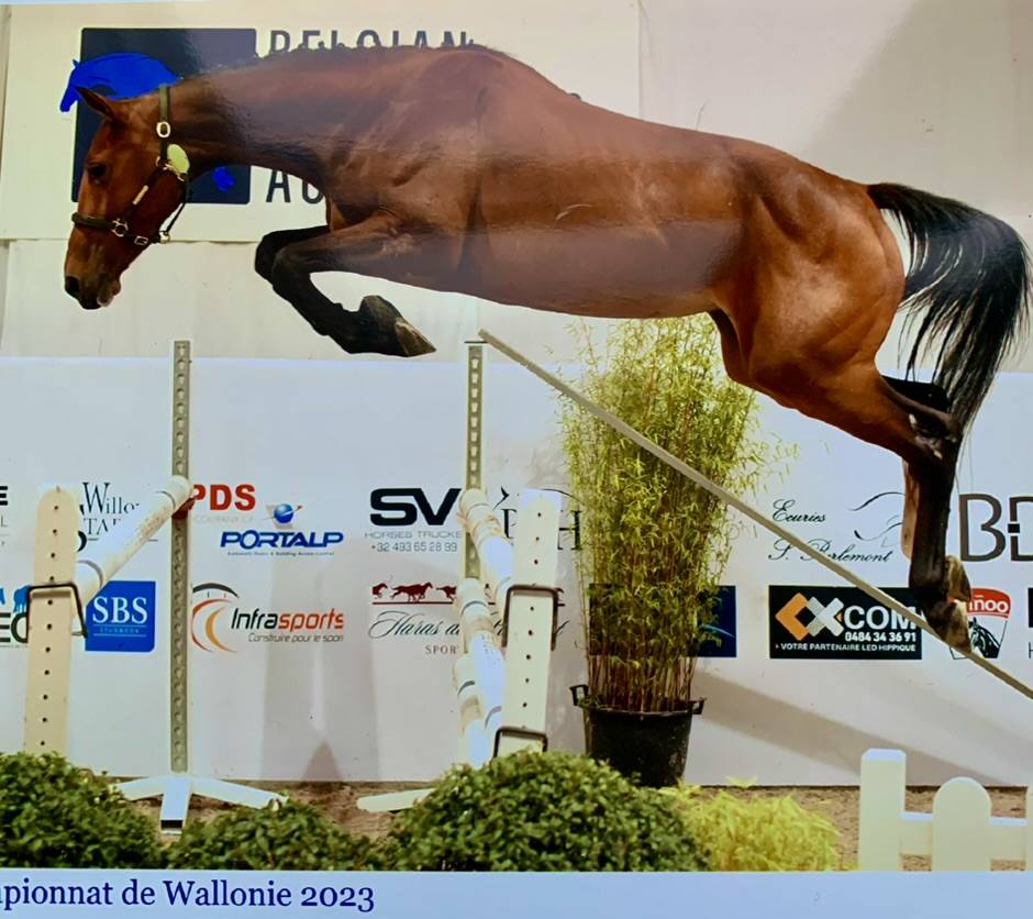 Cavalla sBs Cavallo da Sport Belgio In vendita 2020 Baio ,  Jasco du Bourbecq