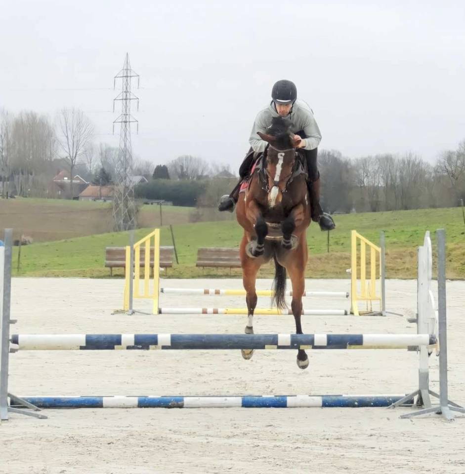 Cavalla sBs Cavallo da Sport Belgio In vendita 2020 Baio ,  Jasco du Bourbecq