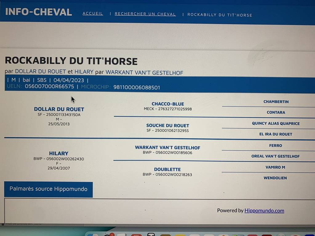 Castrone sBs Cavallo da Sport Belgio In vendita 2023 Baio scuro ,  Dollar du Rouet