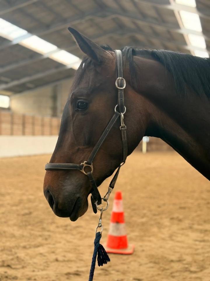 Castrone sBs Cavallo da Sport Belgio In vendita 2023 Baio scuro ,  Dollar du Rouet