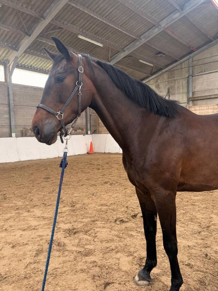Castrone sBs Cavallo da Sport Belgio In vendita 2023 Baio scuro ,  Dollar du Rouet