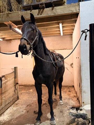 Castrone sBs Cavallo da Sport Belgio In vendita 2023 Baio scuro ,  Dollar du Rouet