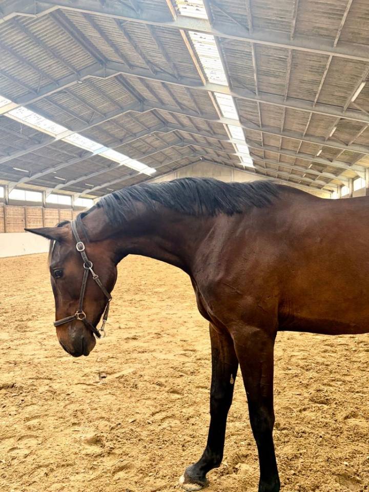 Castrone sBs Cavallo da Sport Belgio In vendita 2023 Baio scuro ,  Dollar du Rouet