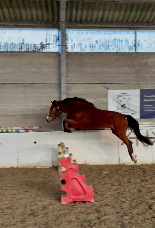 Cavalla sBs Cavallo da Sport Belgio In vendita 2023 Baio ,  My way de villee