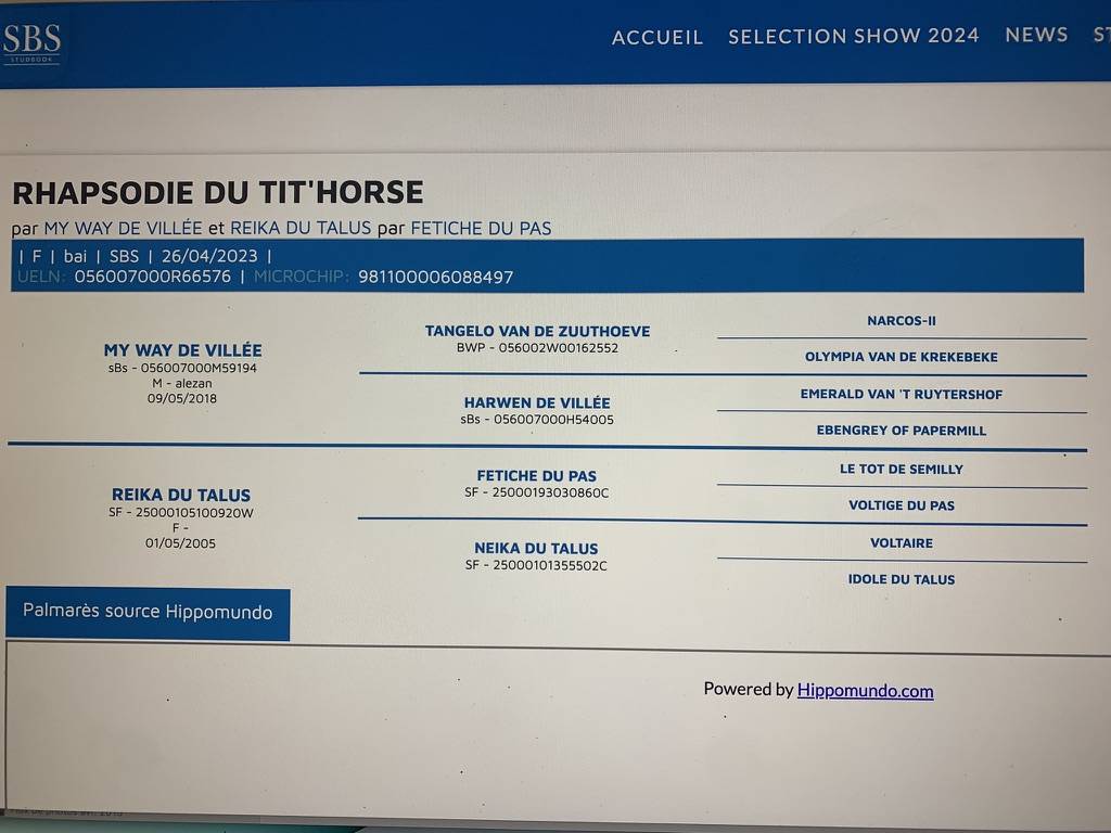 Cavalla sBs Cavallo da Sport Belgio In vendita 2023 Baio ,  My way de villee