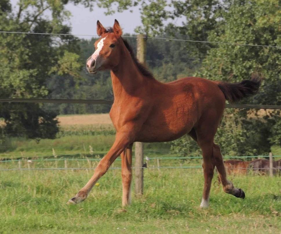 Cavalla sBs Cavallo da Sport Belgio In vendita 2023 Baio ,  My way de villee