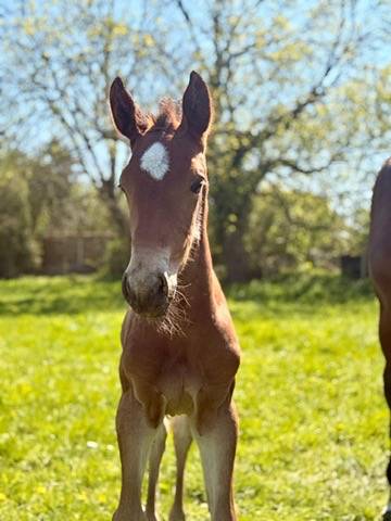Puledra sBs Cavallo da Sport Belgio In vendita 2026 Baio ,  NEVADOS S