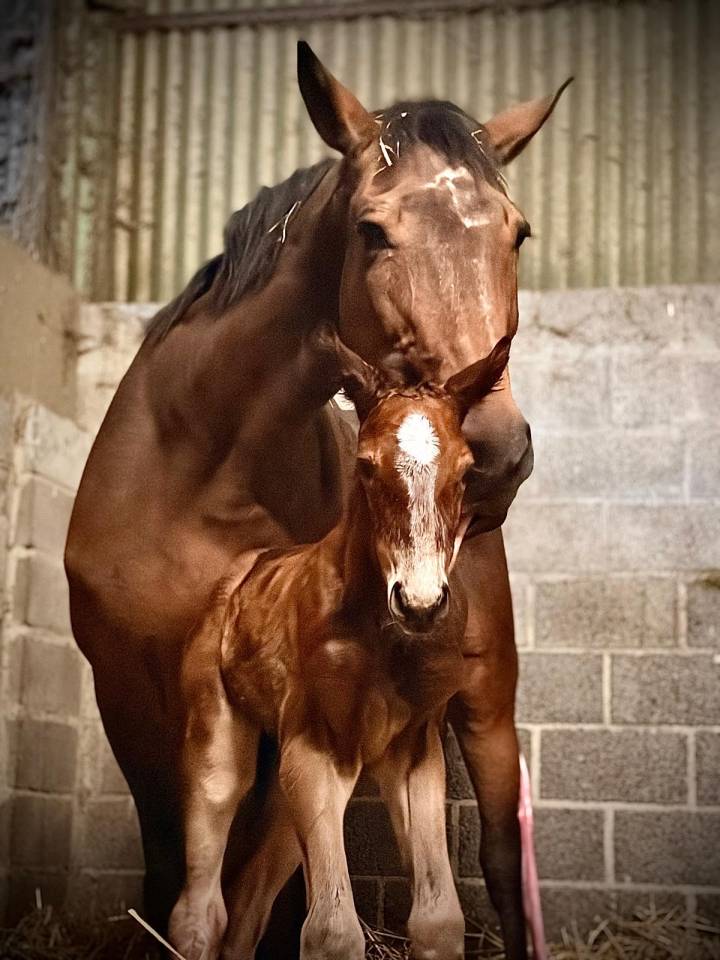Puledra sBs Cavallo da Sport Belgio In vendita 2026 Baio ,  NEVADOS S