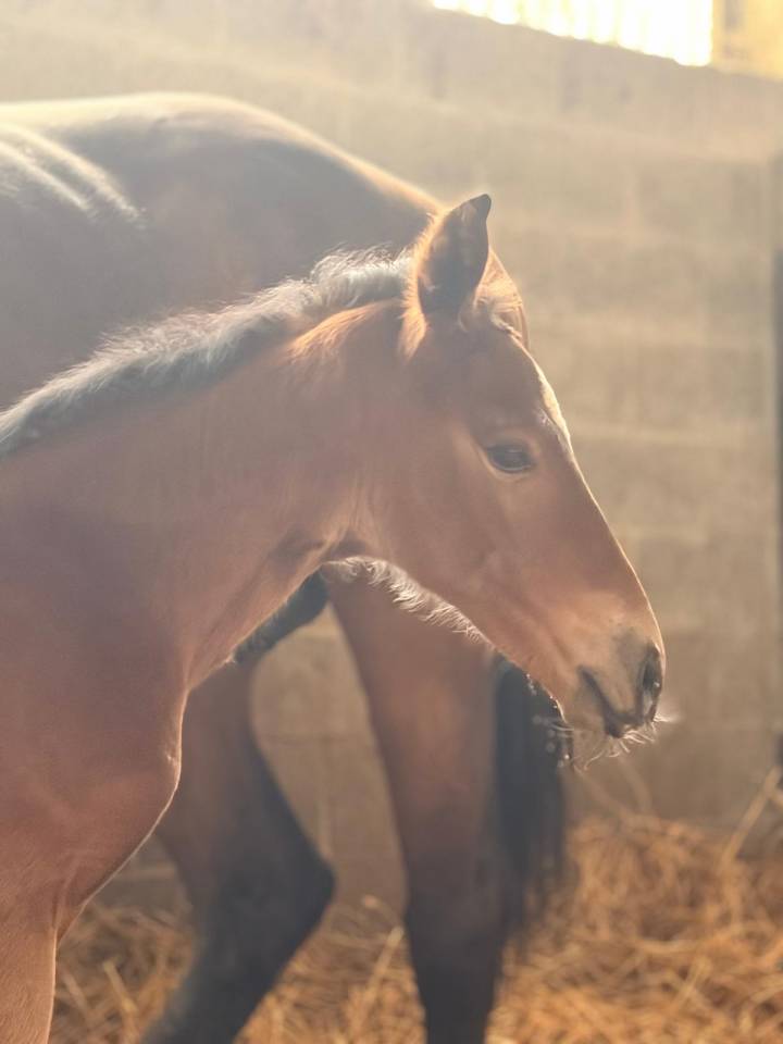Puledra sBs Cavallo da Sport Belgio In vendita 2026 Baio ,  NEVADOS S