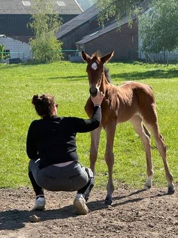 Puledra sBs Cavallo da Sport Belgio In vendita 2026 Baio ,  NEVADOS S