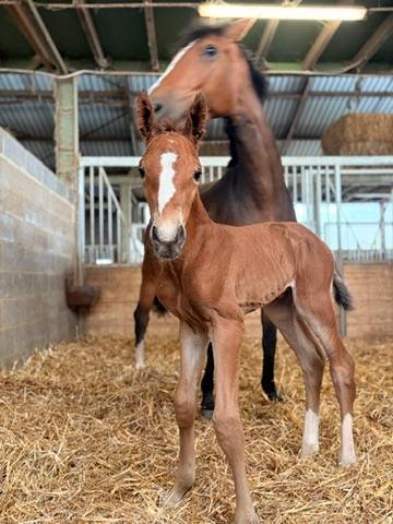 Puledro sBs Cavallo da Sport Belgio In vendita 2026 Sauro ,  Chacco Boom des sequoias Z