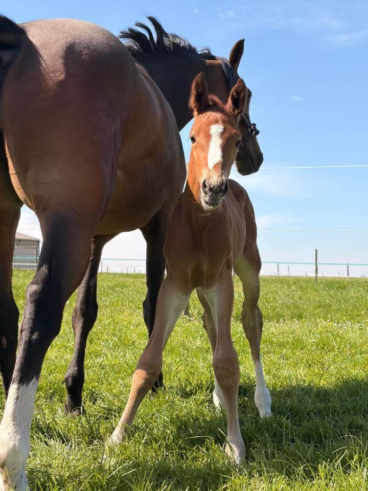 Puledro sBs Cavallo da Sport Belgio In vendita 2026 Sauro ,  Chacco Boom des sequoias Z