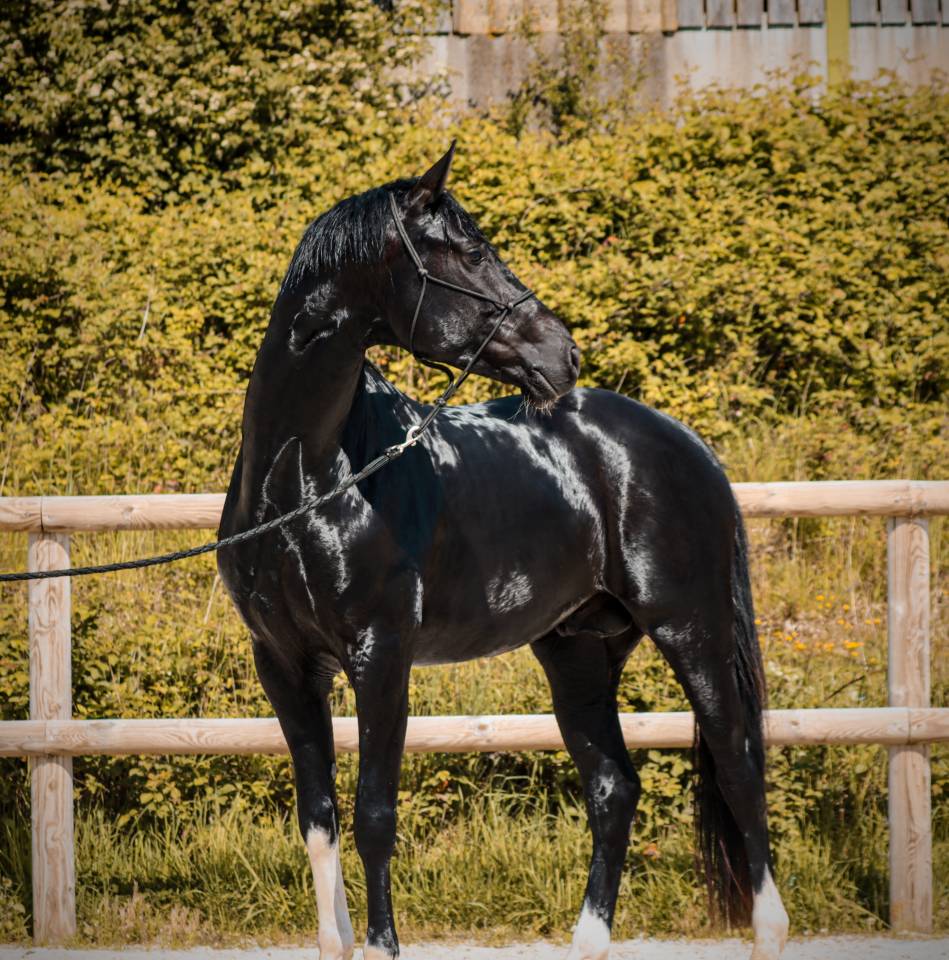 Intero AES Anglo European Studbook In vendita 2022 Nero ,  FOR FERRERO