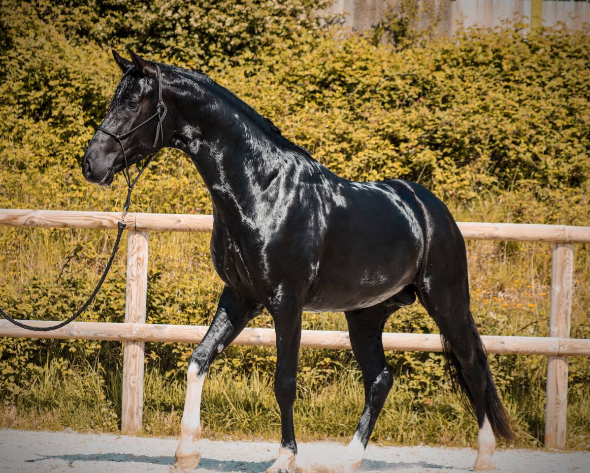 Intero AES Anglo European Studbook In vendita 2022 Nero ,  FOR FERRERO