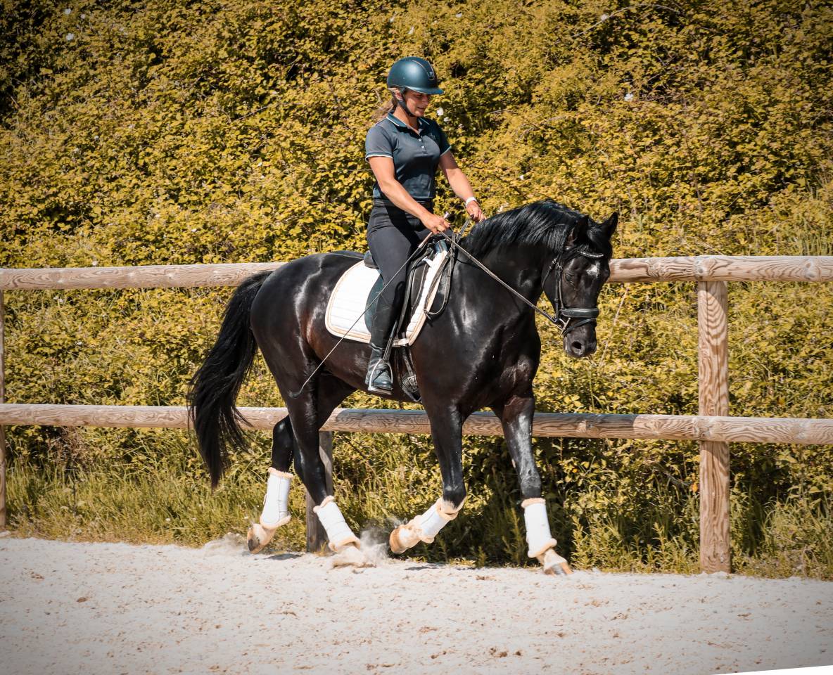 Intero AES Anglo European Studbook In vendita 2022 Nero ,  FOR FERRERO