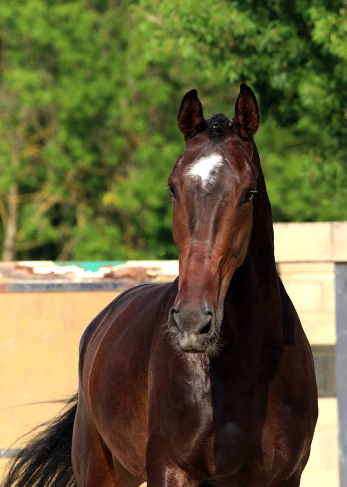 Castrone KWPN Cavallo da Sport Neerlandese In vendita 2019 Baio scuro