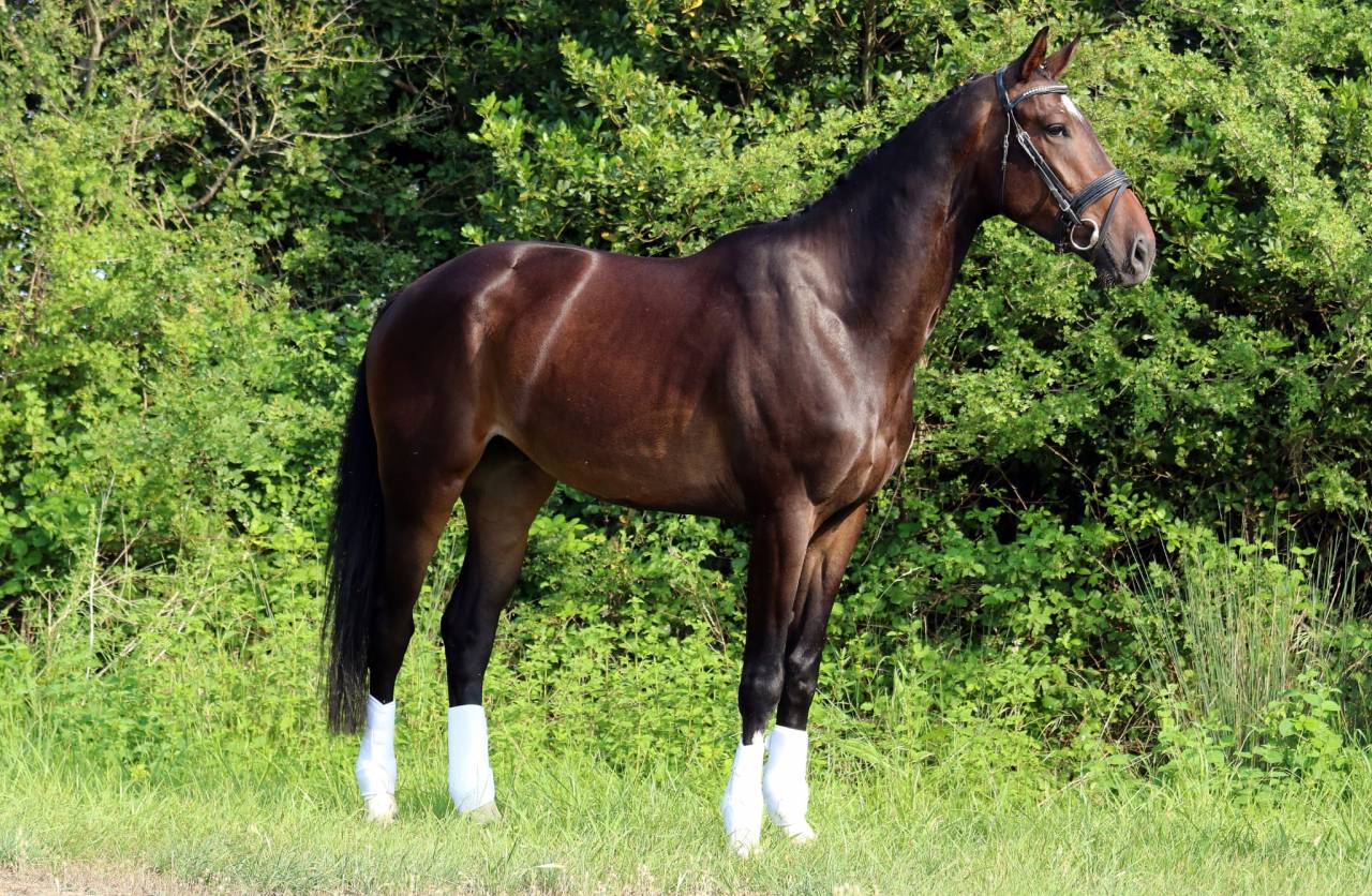 Castrone KWPN Cavallo da Sport Neerlandese In vendita 2019 Baio scuro