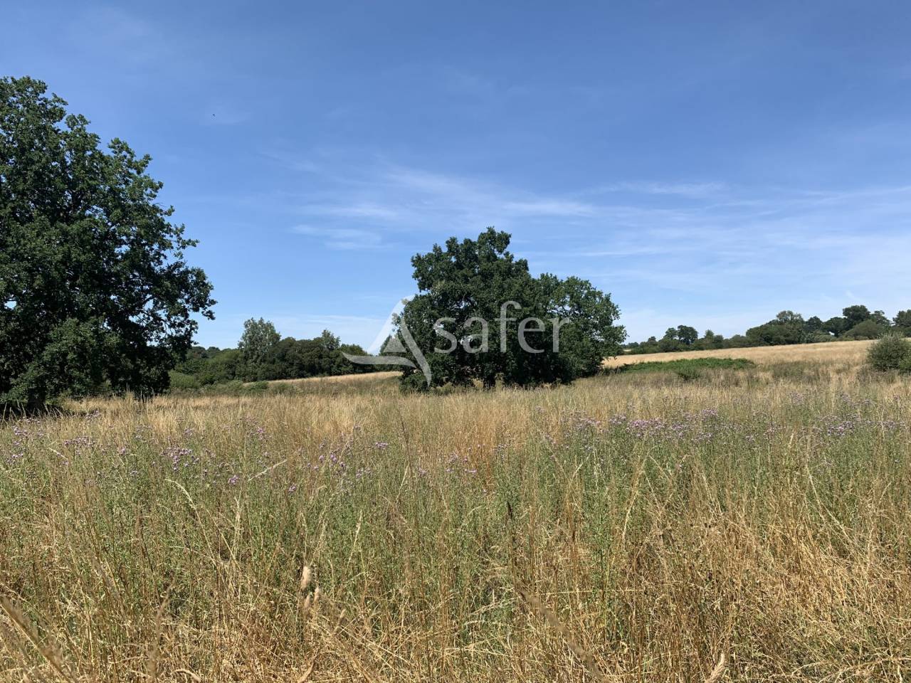Azienda agricola In vendita Orne