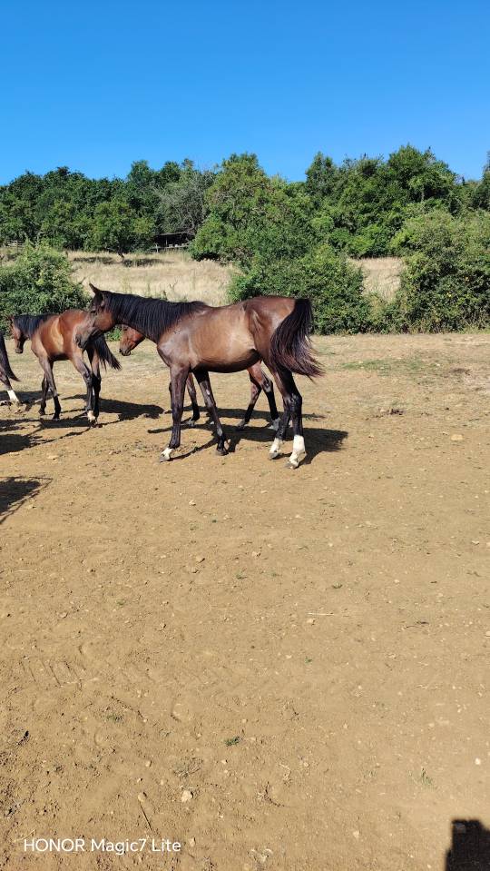 Puledro Zangersheide In vendita 2025 Baio scuro ,  Rpm canturando 