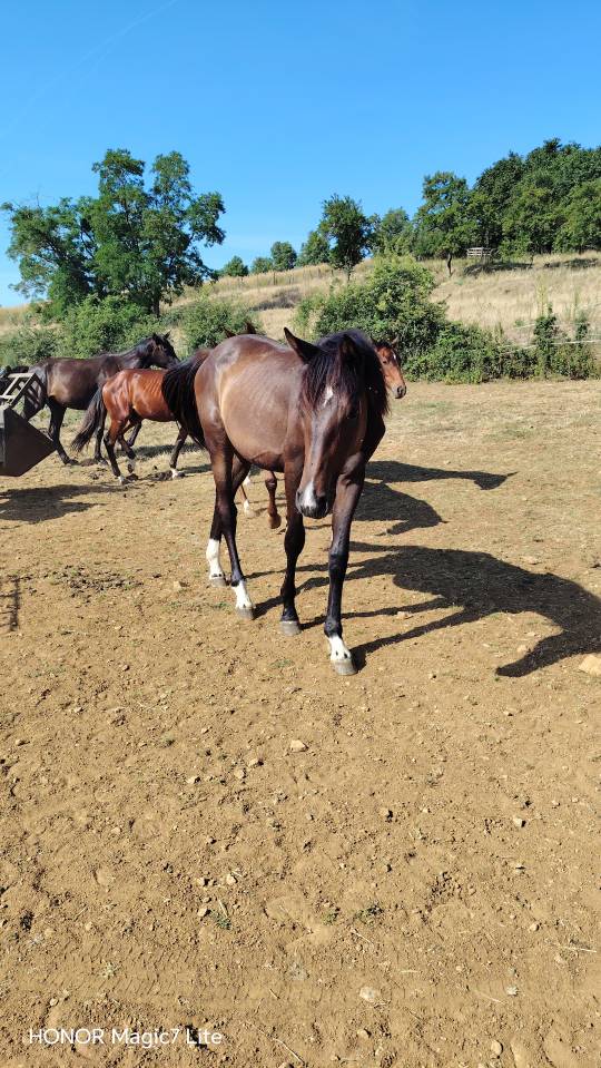 Puledro Zangersheide In vendita 2025 Baio scuro ,  Rpm canturando 