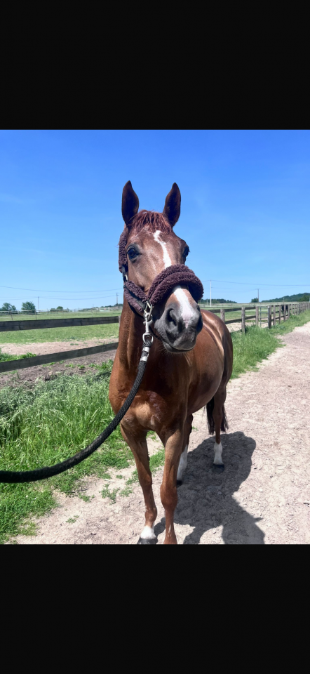 Cavalla Sella Francese In vendita 2012 Sauro
