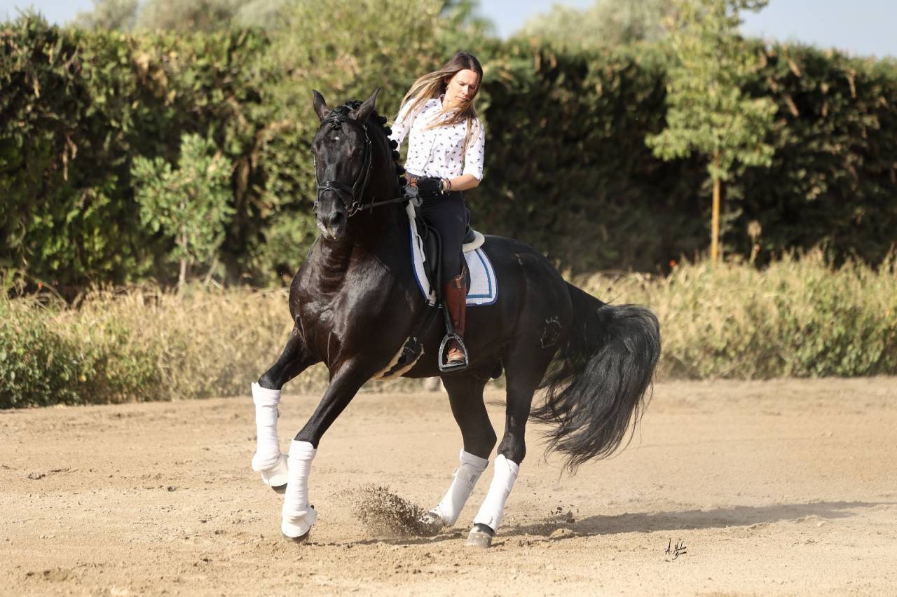 Cavalla PRE Andaluso In vendita 2021 Isabella ,  VICTORINO HS