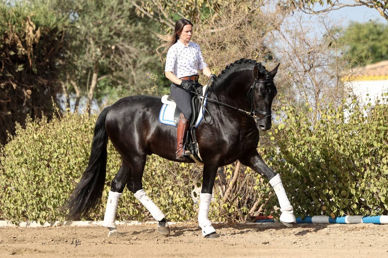 Cavalla PRE Andaluso In vendita 2021 Isabella ,  VICTORINO HS