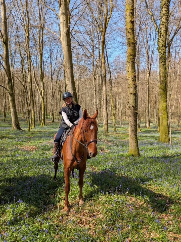 Castrone Trottatore Francese In vendita 2019 Sauro