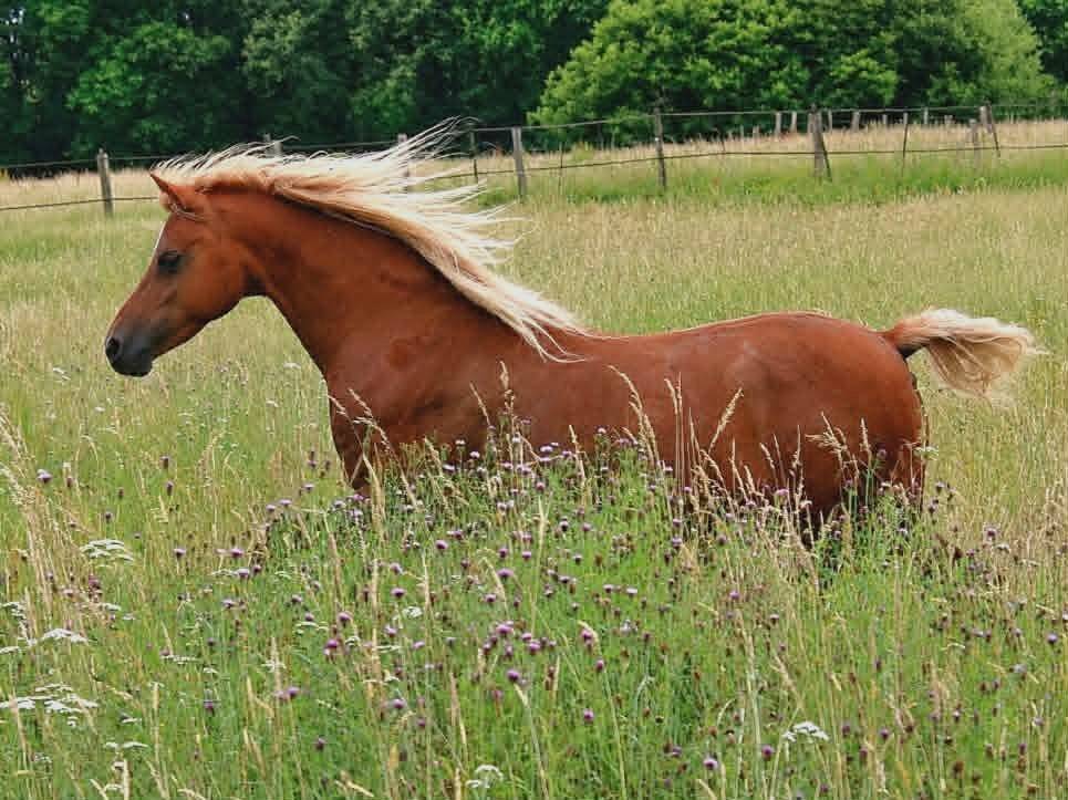Fattrice Welsh Poney (Sezione B) In vendita 2013 Sauro ,  Beschenhof Darwin