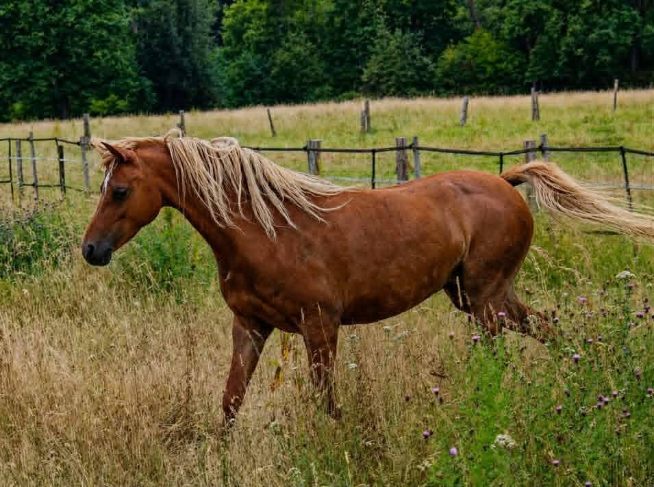 Fattrice Welsh Poney (Sezione B) In vendita 2013 Sauro ,  Beschenhof Darwin